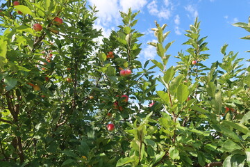 Jewlberry Crabapple tree fruits in summer, Colorado