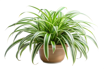Spider Indoor Plant on Transparent PNG Background for Home Decor Concepts