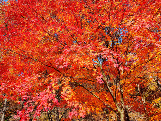 紅葉　楓