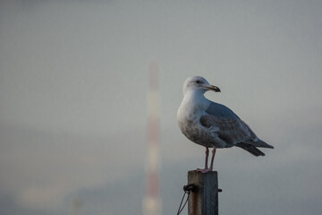 California Gull Larus californicus on a post close up