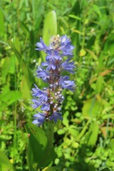 Blue pickerel weed (Pontederia cordata) in Florida nature