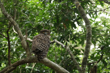 Beautiful Birds in Nature in Sri Lanka 