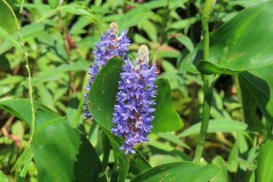 Blue pickerel weed (Pontederia cordata) in Florida nature