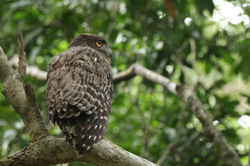 Beautiful Birds in Nature in Sri Lanka 