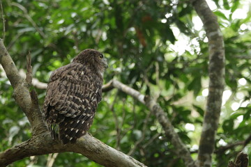 Beautiful Birds in Nature in Sri Lanka 
