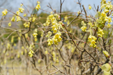 春に咲くトサミズキの花