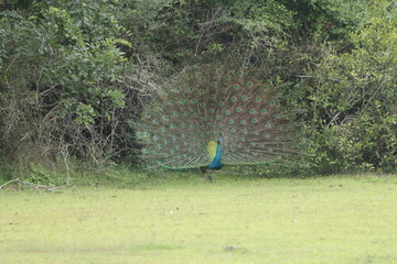 Beautiful Birds in Nature in Sri Lanka 