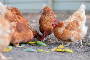 chicken in the coop, hen at farm