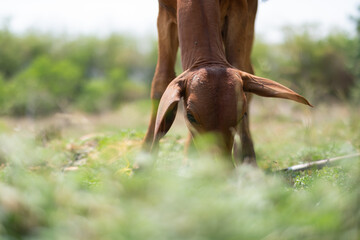 Fototapeta premium Cows are eating grass, nature background
