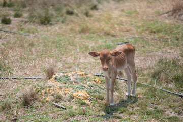 Obraz premium Cows are eating grass, nature background