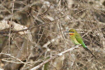 Sri Lankan Birds in the Wild, Sri Lanka 