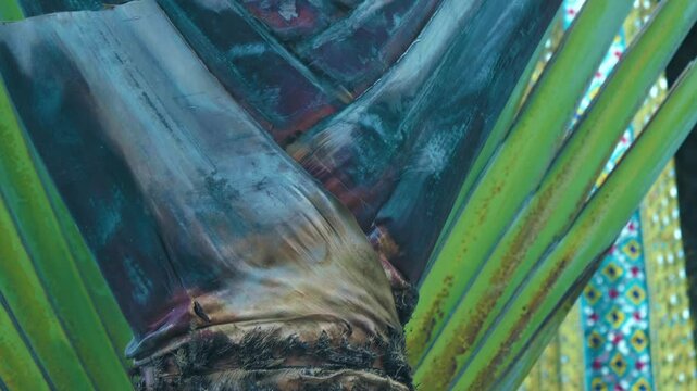 Close-up of a massive exotic Traveler Tree or Traveler Palm from the trunk of which leaves fan out in the temple garden in Bangkok, Thailand