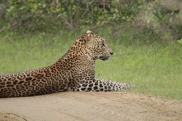 Sri Lankan Leopard in Wilpattu National Park, Sri Lanka 