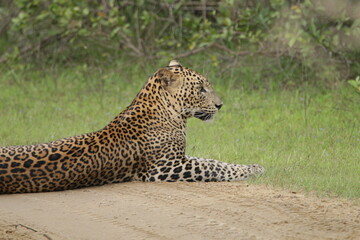 Sri Lankan Leopard in Wilpattu National Park, Sri Lanka 