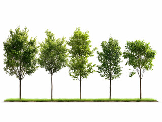 Obraz premium Row of five trees in seasonal variation, isolated on white background.