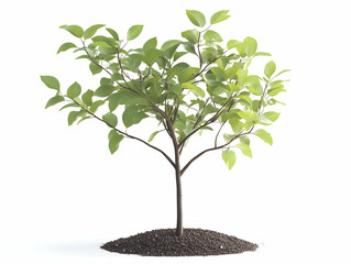 Fototapeta premium Young fruit tree with light green foliage and soil base, isolated on white.