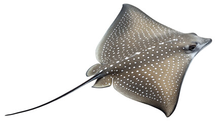 Stingray. PNG. 