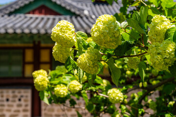 Hydrangea at the Buddhist temple