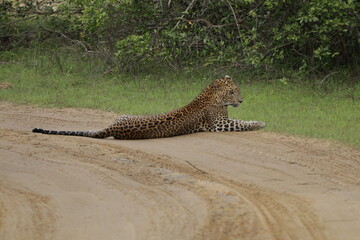 Sri Lankan Leopard in Wilpattu National Park, Sri Lanka 