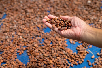 His hand picked up dried cocoa beans and inspected them. Cacao beans are essential raw materials...
