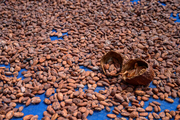 Cocoa beans is laid drying naturally in an open-air space.