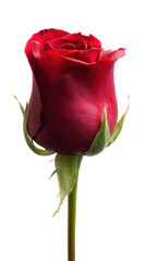 A vibrant red rose with lush green leaves.