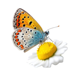 Butterfly on a vibrant daisy flower
