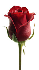 Single vibrant red rose on white background.