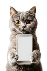 cat holds big smartphone with white blank screen in it paw, showing close to camera. isolated on white background. Ai Generated Images
