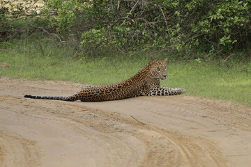 Sri Lankan Leopard in Wilpattu National Park, 
Sri Lanka 