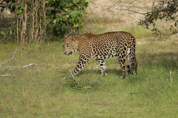 Sri Lankan Leopard in Wilpattu National Park, 
Sri Lanka 