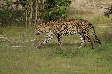 Sri Lankan Leopard in Wilpattu National Park, 
Sri Lanka 