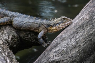 An Australian Water Dragon resting on a log