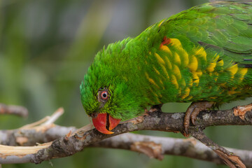 Close up of a perched Scaly-breasted Lorikeet 