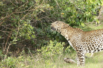 Sri Lankan Leopard in Wilpattu National Park, 
Sri Lanka 