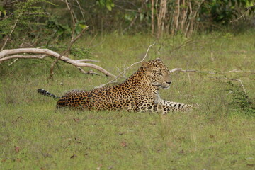 Sri Lankan Leopard in Wilpattu National Park, Sri Lanka 