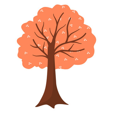 autumn tree isolated on white