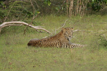 Sri Lankan Leopard in Wilpattu National Park, Sri Lanka 