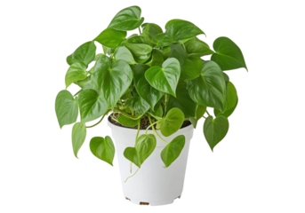 Lush green heartleaf philodendron plant in white pot isolated on a white background, On Transparent Background, Png