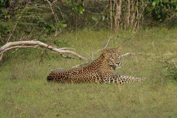 Sri Lankan Leopard in Wilpattu National Park, Sri Lanka 