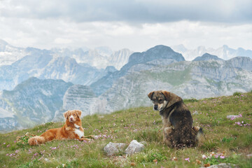 A dog rests amidst alpine vegetation, surrounded by vibrant flowers and distant mountain views. The serene setting highlights the tranquility of the wilderness.