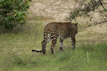 Sri Lankan Leopard in Wilpattu National Park, Sri Lanka 