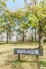 日本の公園・千葉県千葉市｜春の桜咲く青葉の森公園・おはなみ広場