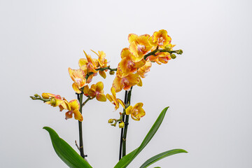 Yellow orchid phalaenopsis on white background. 
Limpopo Orchid