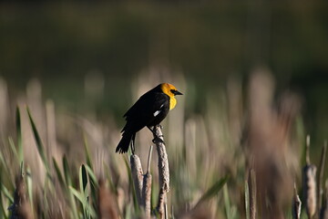 Yellow Head black winged blackbird, Spring, Nature