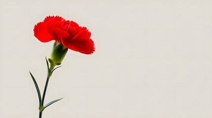 Obraz premium Red carnation against a minimalist background