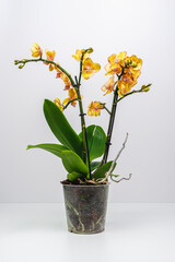 Yellow orchid phalaenopsis on white background. 
Limpopo Orchid