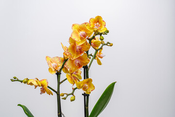 Yellow orchid phalaenopsis on white background. 
Limpopo Orchid