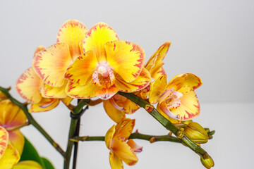 Fototapeta premium Yellow orchid phalaenopsis on white background. Limpopo Orchid