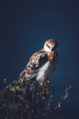 Fierce Bird